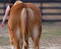 cross-cutting-horse