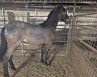 iberian-colt