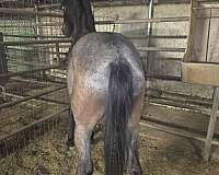 iberian-horse-for-sale