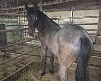 iberian-horse