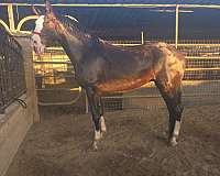 iberian-horse-for-sale