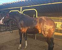 iberian-mare