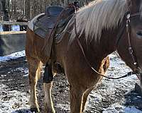 belgian-gelding