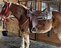 belgian-horse-for-sale