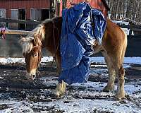 belgian-horse