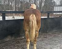 gelding