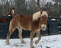 cross-belgian-morgan-horse