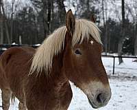 cross-horse