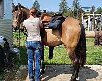 cowy-andalusian-horse