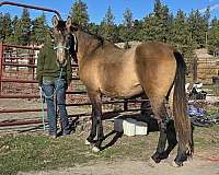 ect-andalusian-horse