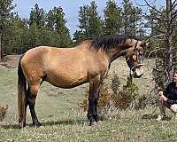 equipment-andalusian-horse