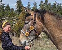 fancy-broke-andalusian-horse