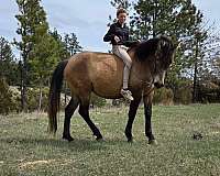 farm-broke-andalusian-horse
