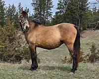 finished-reiner-andalusian-horse