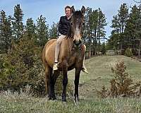 finished-reining-andalusian-horse