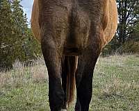 fly-andalusian-horse