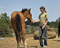 go-all-day-andalusian-horse