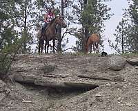 logs-andalusian-horse