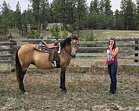 looker-andalusian-horse