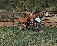 neck-rein-andalusian-horse