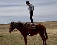 chestnut-all-around-horse