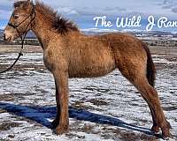 all-around-friesian-horse