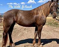dressage-sport-belgian-friesian-horse