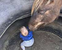 belgian-friesian-filly