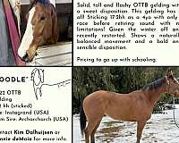 flashy-hunter-thoroughbred-warmblood-horse