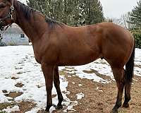 flashy-hunter-gelding