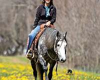 athletic-quarter-horse