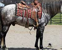 husband-safe-quarter-horse