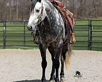 ranch-quarter-horse