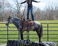 ridden-english-quarter-horse