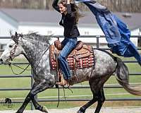 ridden-western-quarter-horse