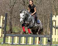 trail-quarter-horse