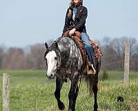 trail-class-competition-quarter-horse