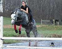 trail-riding-quarter-horse