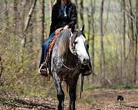 western-riding-quarter-horse