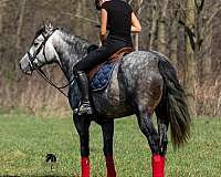 palomino-quarter-horse-gelding