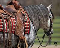 palomino-all-around-horse