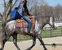 palomino-athletic-horse