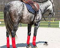 palomino-ranch-horse
