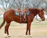 ranch-quarter-horse
