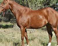 roping-quarter-horse
