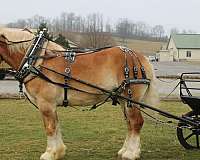 white-strip-mane-tail-horse