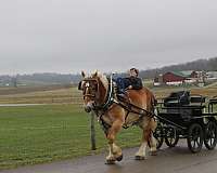 all-around-belgian-horse
