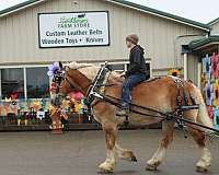 beginner-belgian-horse