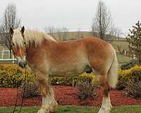 driving-belgian-horse