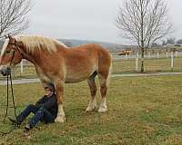 harness-belgian-horse